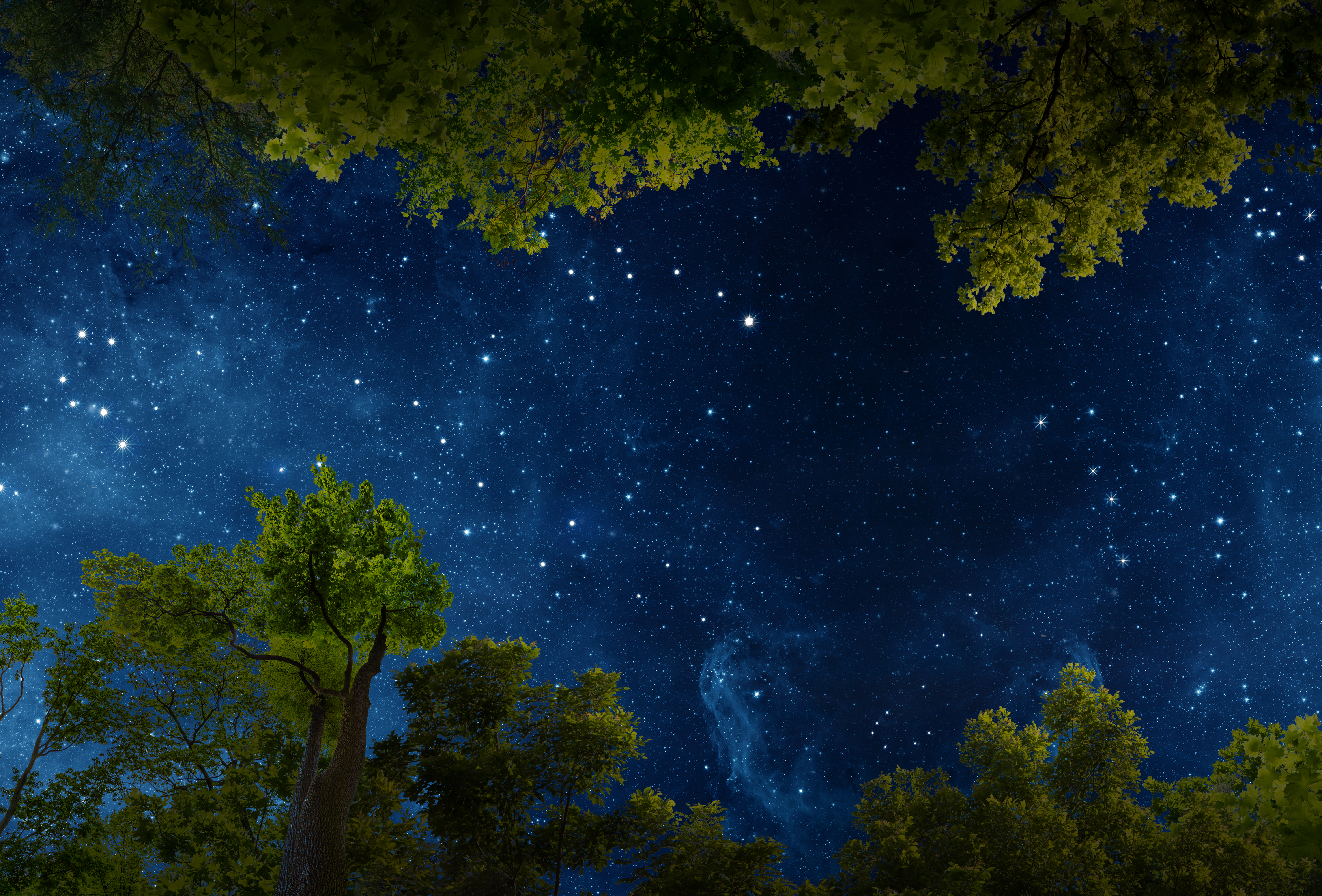 A night sky surrounded by green trees.